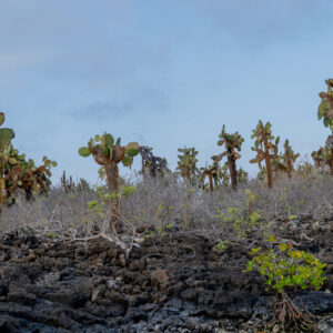 opuntia forest among volcanic rocks