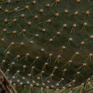 opuntia leaf detail 1