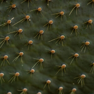 opuntia leaf detail 3
