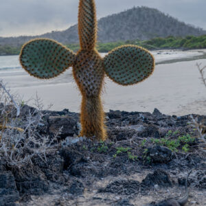 opuntia san cristobal galapagos 1