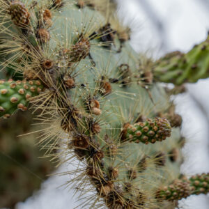 opuntia spines and dew detail 1