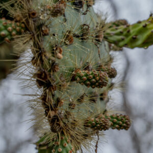 opuntia spines and dew detail 2