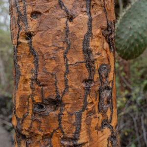 opuntia trunk 1