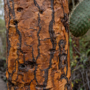 opuntia trunk 2