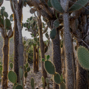 opuntias 1