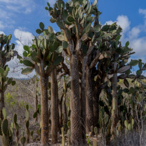 opuntias 2