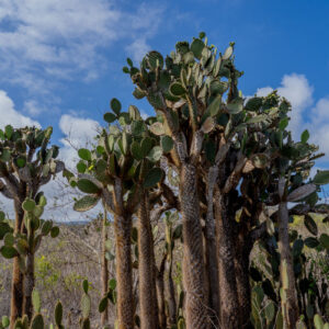 opuntias 3