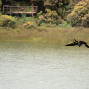 out of focus frigatebird over lagoon san cristobal island galapagos