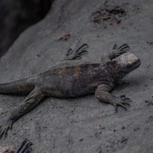 overhead close up of marine iguana full body on rock 1