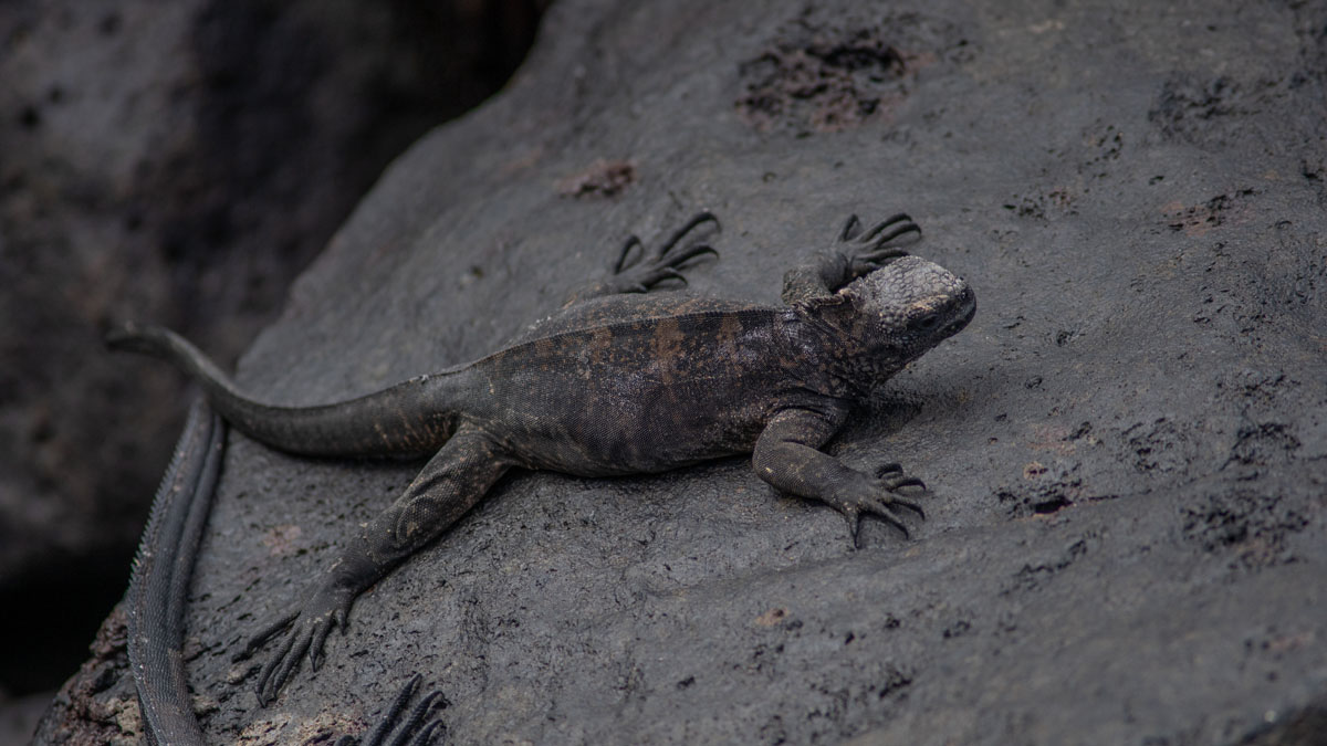 overhead close up of marine iguana full body on rock 1