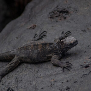 overhead close up of marine iguana full body on rock 2