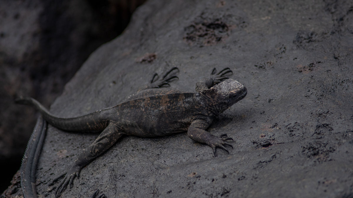 overhead close up of marine iguana full body on rock 2