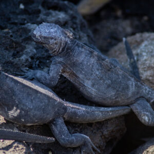 pair of baby iguanas on rocks