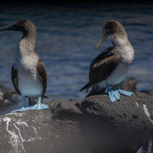 pair of blue footed boobies 10