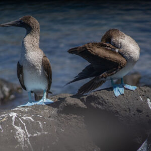 pair of blue footed boobies 11