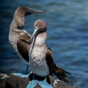pair of blue footed boobies 12