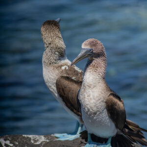 pair of blue footed boobies 13