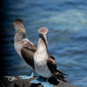 pair of blue footed boobies 14
