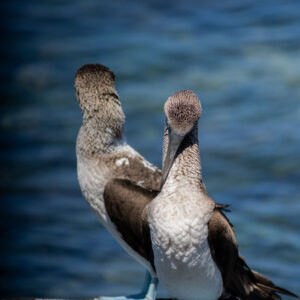 pair of blue footed boobies 15