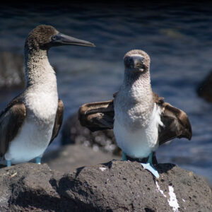 pair of blue footed boobies 1