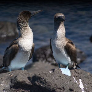 pair of blue footed boobies 2