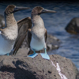 pair of blue footed boobies 3