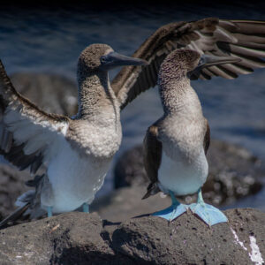 pair of blue footed boobies 4