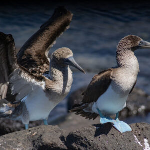 pair of blue footed boobies 5