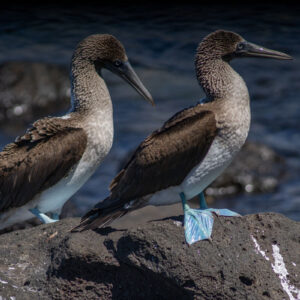 pair of blue footed boobies 6