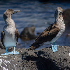 pair of blue footed boobies 7
