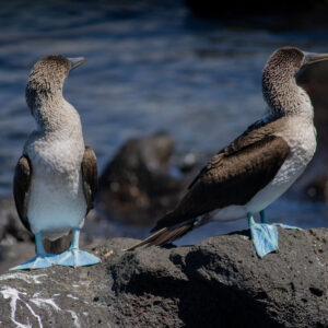pair of blue footed boobies 8