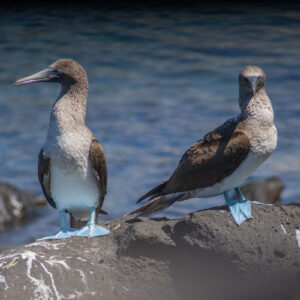 pair of blue footed boobies 9