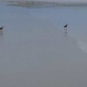 pair of whimbrels on beach shore