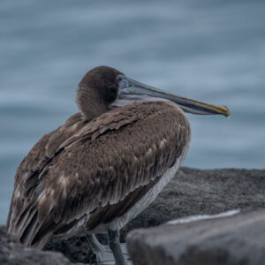 pelican close shot