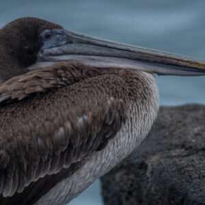 pelican close up 1