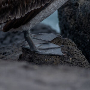 pelican feet detail 1