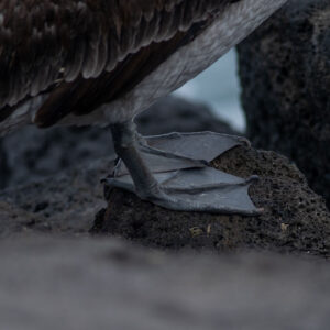 pelican feet detail 2