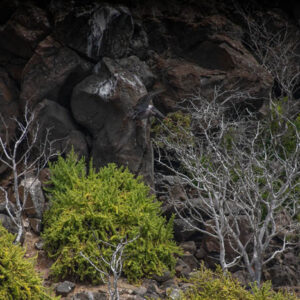 pelican flying among rocks