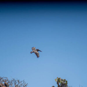 pelican flying in sky