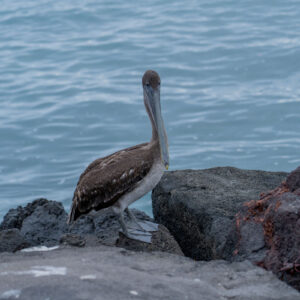 pelican looking at camera wide shot 1