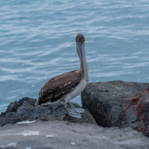 pelican looking at camera wide shot 2
