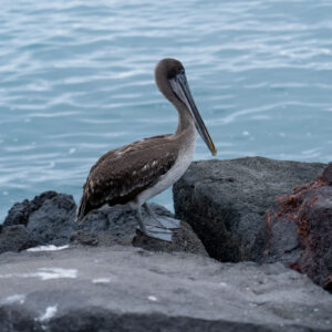 pelican looking sideways wide shot 2