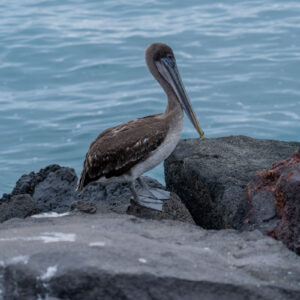 pelican looking sideways wide shot
