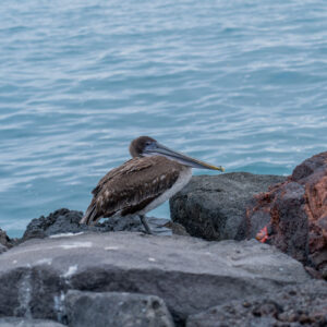pelican on rock with sea in background