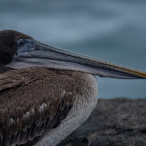 pelican side close up 2