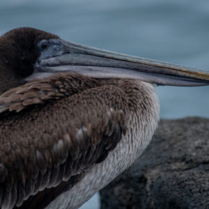 pelican side close up 3