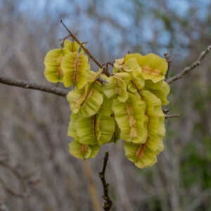 piscidia piscipula seeds 2