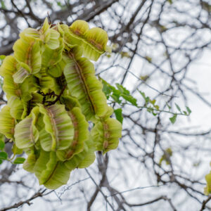 piscidia piscipula seeds 3
