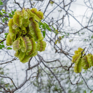 piscidia piscipula seeds 4