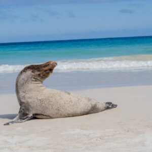puerto chino beach with sea lion 2